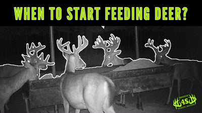 When Should You Start Feeding Deer?