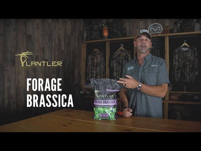 Plantler Forage Brassica