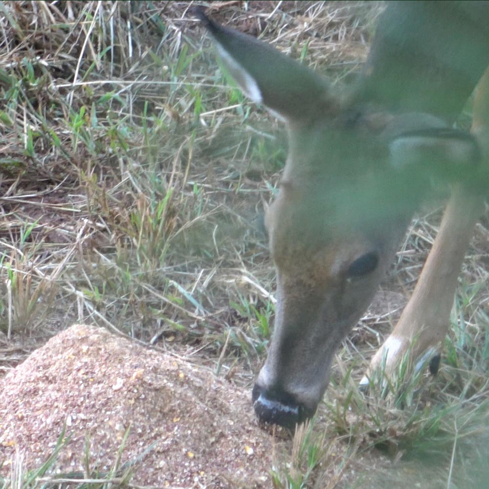 4S Draw Deer Attractant 4S Advanced Wildlife Solutions