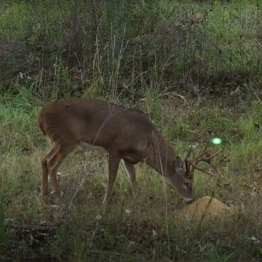 4S Draw Deer Attractant 4S Advanced Wildlife Solutions