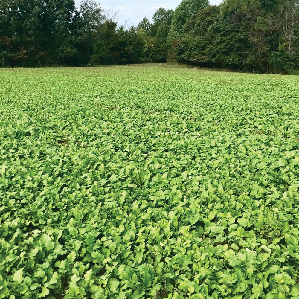 4S Plantler Forage Brassica Southern Mix, 8 lbs