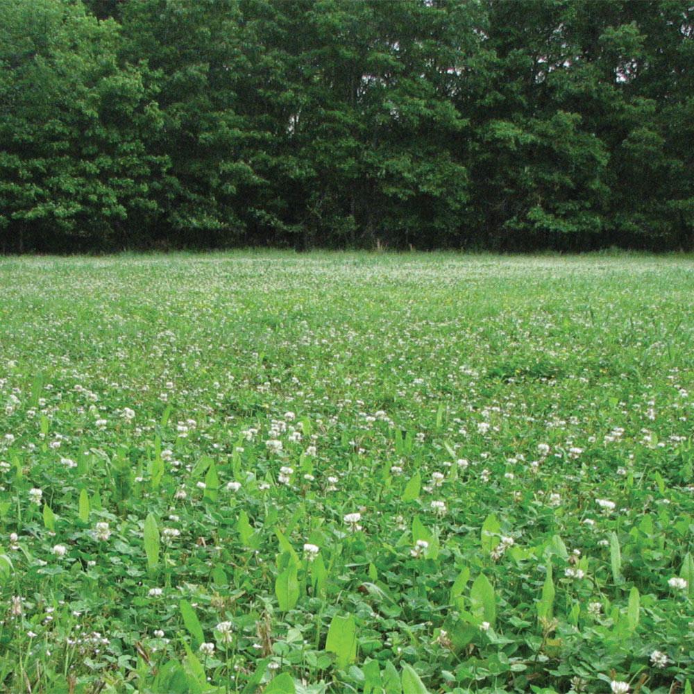raptor herbicide for clover Plantler Everlast 8#