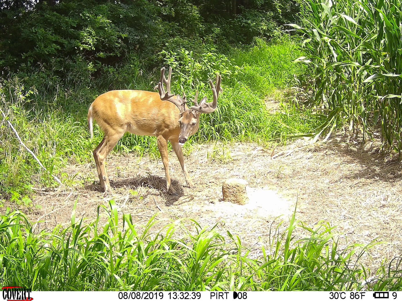 4S Draw Deer Attractant 4S Advanced Wildlife Solutions